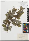 Foto von Salix glauca L.